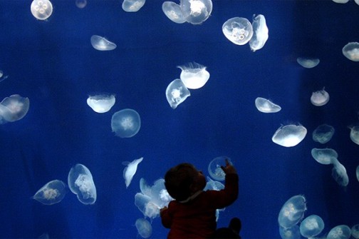 Monterey Aquarium, CA